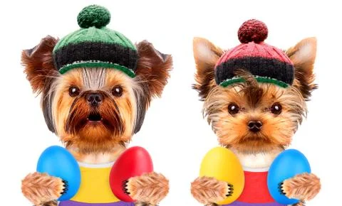 Funny dogs with easter eggs Stock Photos