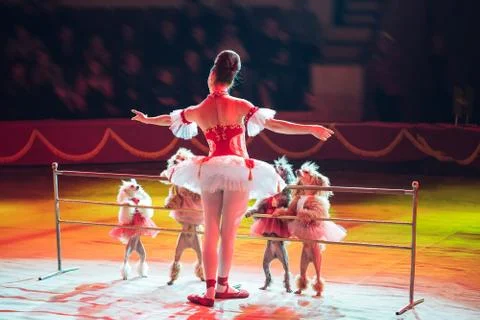 Funny Dogs Performance in the Circus ring. Stock Photos