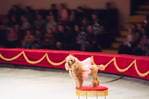Funny Dogs Performance in the Circus ring. Stock Photos