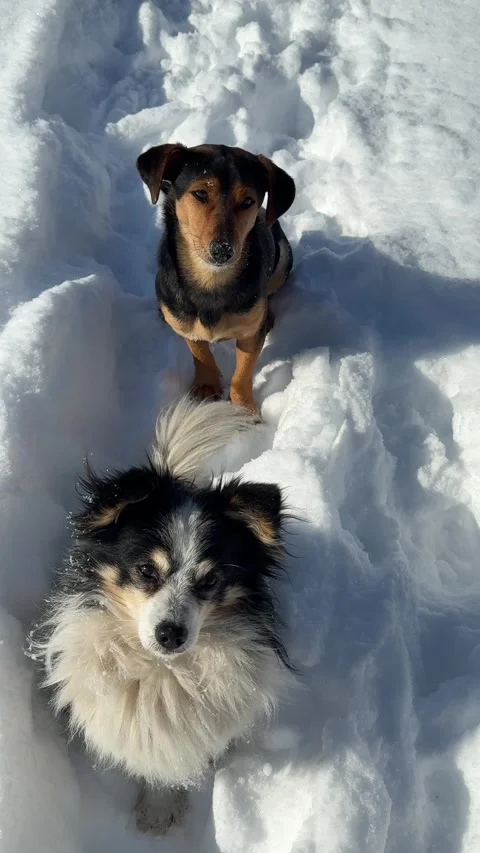 Funny dogs in snow winter vertical video. Stock Footage 342577670