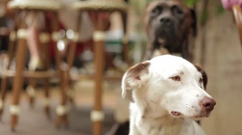 Funny dogs turning head Stock Footage 61966576