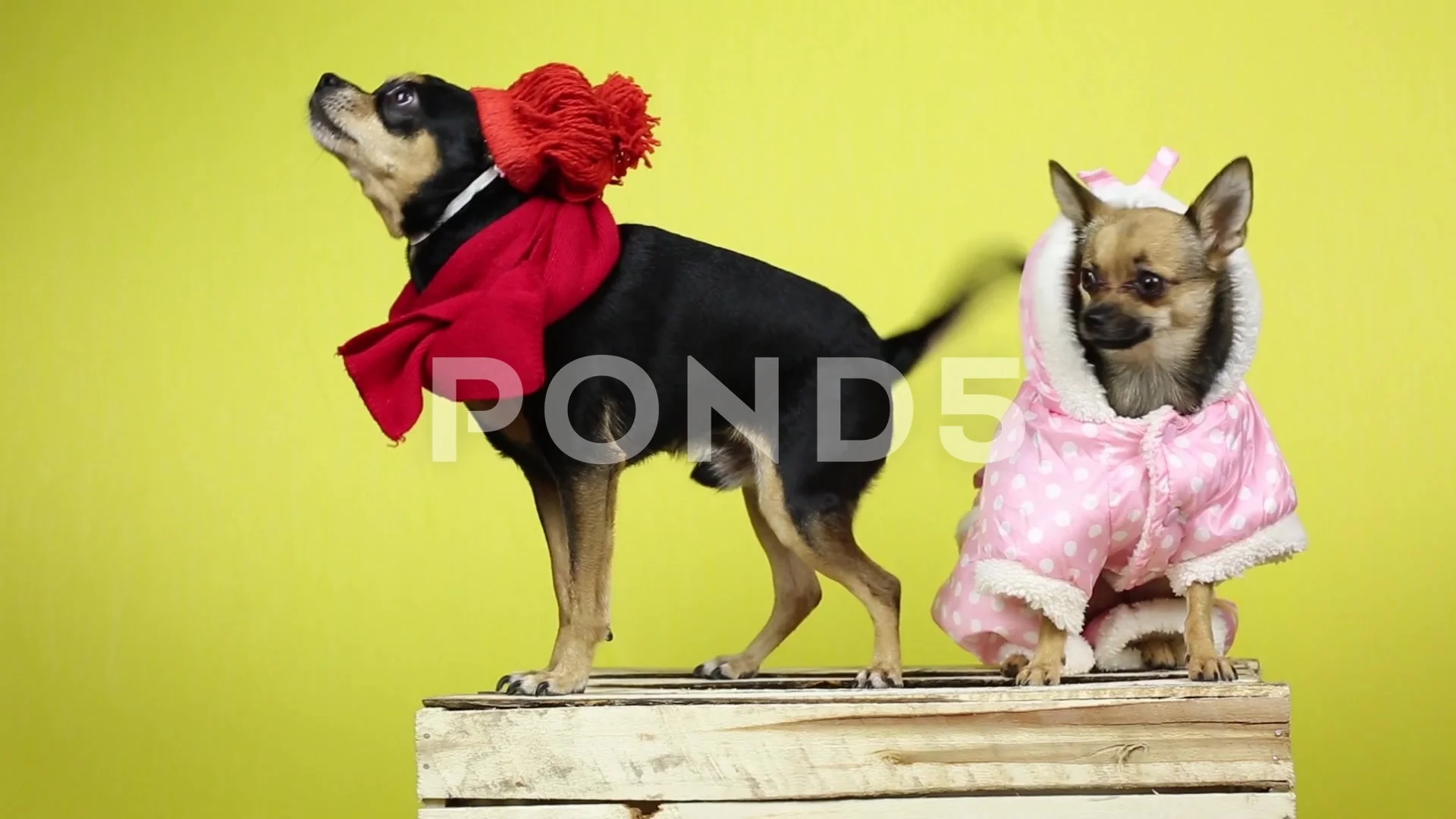 funny dogs in clothes