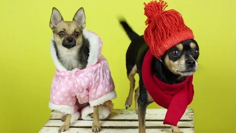 Funny dogs in winter clothes. Stock-Footage 82118524