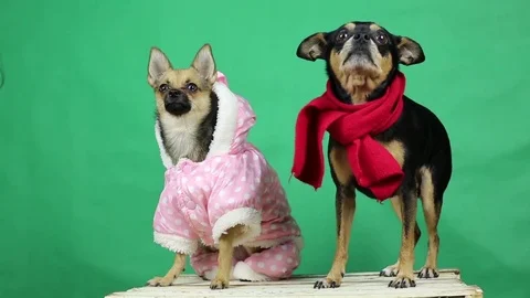 Funny dogs in winter clothes. Stock-Footage 82118547