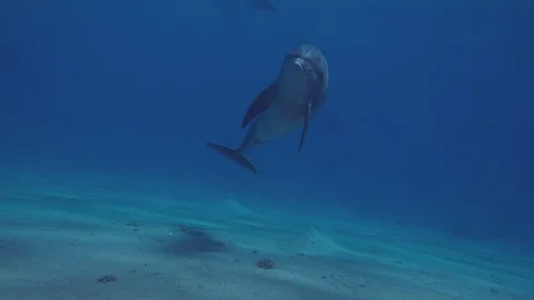 Funny dolphin close up. Red Sea. 動画素材 128941282