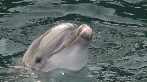 Funny dolphin Stock Footage 29663121