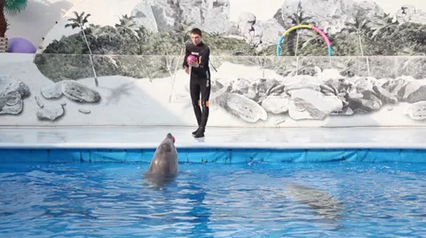 Funny dolphin juggles the ball with coach Stock Footage 30350985