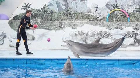 Funny dolphin juggles the ball with coach Stock Footage 30351422