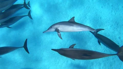 Funny dolphin swin upside down and play with other dolphins Stock Footage 300050979