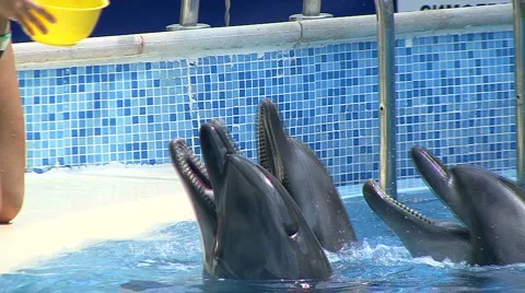 Funny Dolphins 스톡 동영상 884793