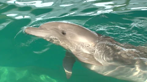 Funny dolphins Stock Footage 29663210