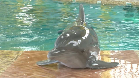 Funny dolphins jumping out of the pool Stock Footage 29662427