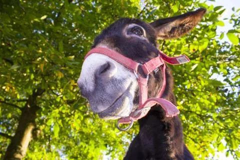 Funny donkey with backlighting in the meadow Stock Photos