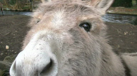 Funny Donkey Видео 360981