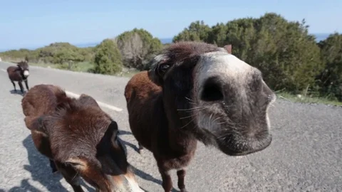 Funny donkey looking at the camera Stock Footage 74174429