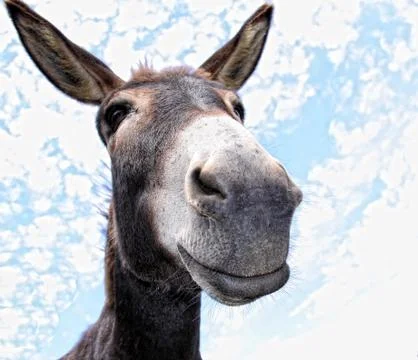 Funny donkey Stock Photos
