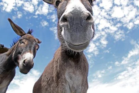 Funny donkey Stock Photos