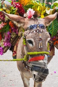 Funny donkey Stock Photos