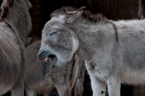 Funny donkey Stock Photos