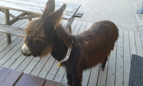 Funny donkey Stock Photos