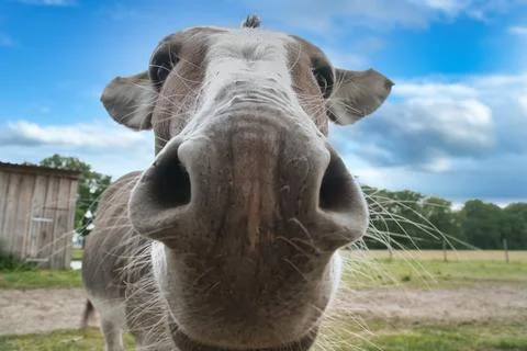 Funny Donkey Portrait from Low Angle in a Pasture. Stock Photos