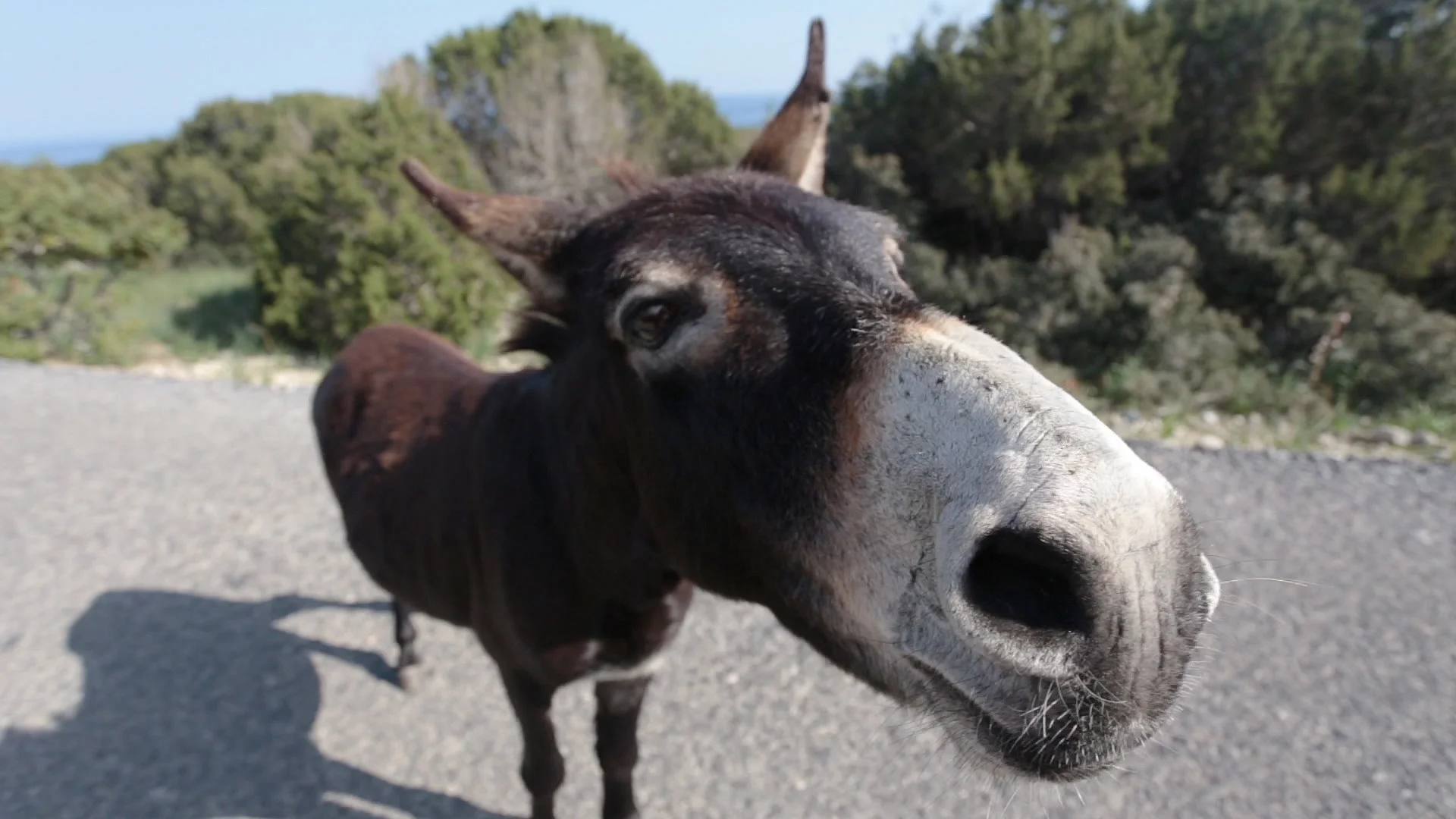 Funny donkey on road | Stock Video | Pond5
