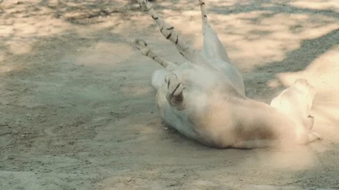 Funny donkey rolling over and fluttering its ears Stock Footage 157600314