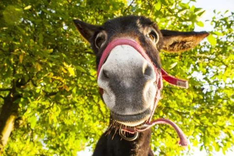 Funny donkey stares at the camera Foto stock