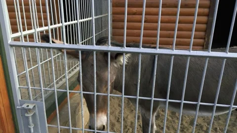 Funny donkey in the zoo Stock Footage 138113642