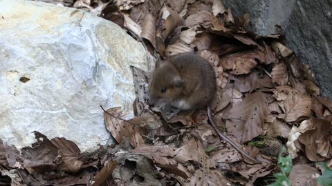 Funny dormouse scavenging forest after hibernation season Stock Footage 99138294