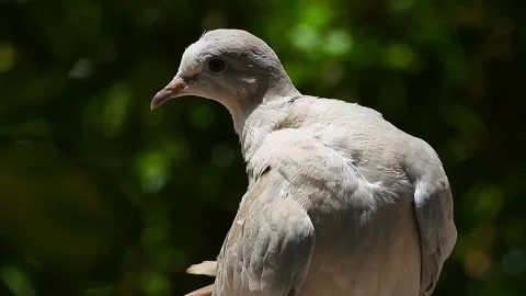 Funny dove staring Stock Footage 205423280
