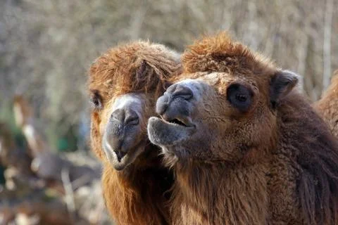 Funny dromedaries Stock Photos