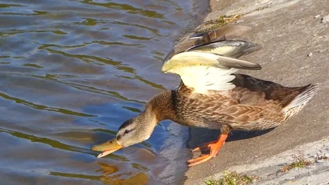 Funny Duck Exercising Stock Footage 102628605