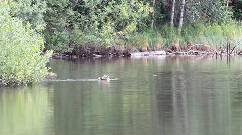 Funny duck flapping wings on a mountain lake Video stock 12302523