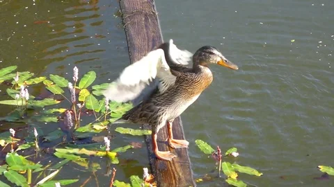 Funny Duck Flaps Wings and Cleans Itself Stock Footage 102628648