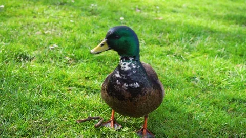 Funny duck peeks into the camera in the spring park on a sunny day Stock Footage 126615616