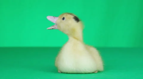 Funny duck singing on a green background Stock Footage 64520973