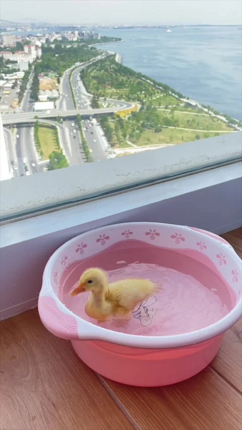 Funny duckling eating from plate by window Stock Footage 319409870