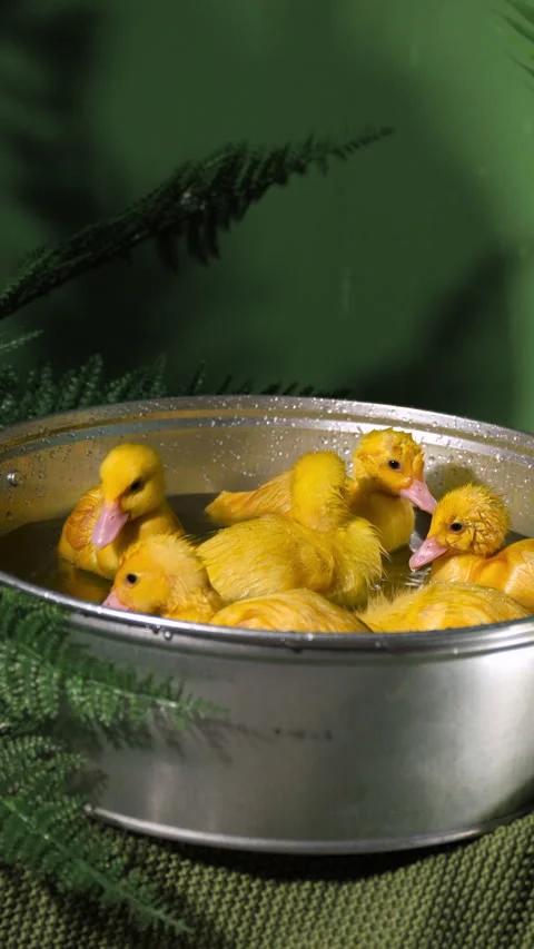 Funny ducklings close up bathing in a metal basin among plants Stock Footage 307848699