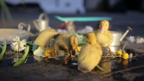 Funny ducklings under rain drops slowmotion 動画素材 71841540
