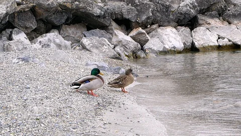 Funny ducks are walking along the stone shore Stock Footage 105329312