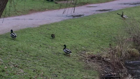 Funny ducks get out of the water and run to the meadow Stock Footage 230995155
