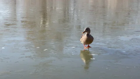 Funny Ducks On a Icy Pond Stock Footage 154950396