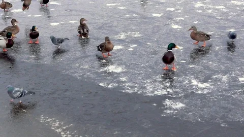 Funny ducks on pond ice seeking for food Stock Footage 98809683