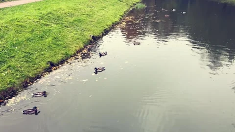Funny ducks on a river. Background of park with green grass and birds on pond Stock Footage 253506978
