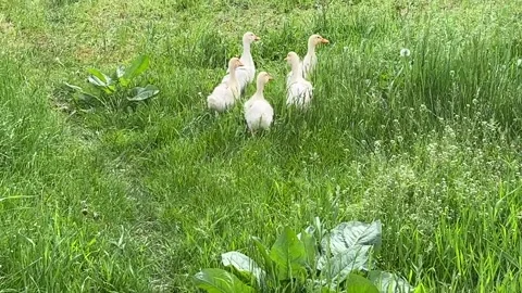 Funny ducks walking in field. Stock Footage 305140563