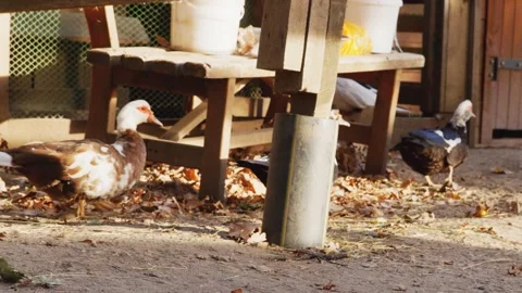 Funny ducks walks on backyard at summer day Stock Footage 143643153