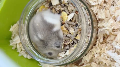 Funny Dwarf furry hamster eats food in cage, funny thing, hamster life, vertical Stock-Footage 245204219