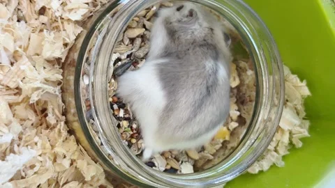 Funny Dwarf furry hamster eats food in cage, funny thing, hamster life, vertical Stock-Footage 245390312