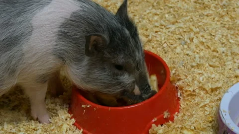 Funny Animals Eating Stock Video Footage | Royalty Free Funny Animals Eating Videos | Pond5 Funny Animals Eating Stock Video Footage | Royalty Free Funny Animals Eating Videos | Pond5